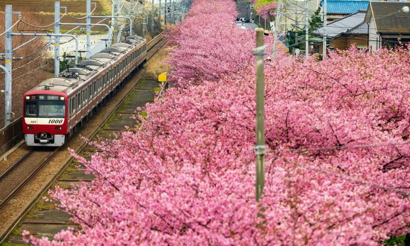 Tokyo:Izu Penisula Train Mt Omuro, Capybara Sightseeing Trip - Jogasaki Coast + Kadowaki Suspension Bridge: the quick ocean moment that sets the tone