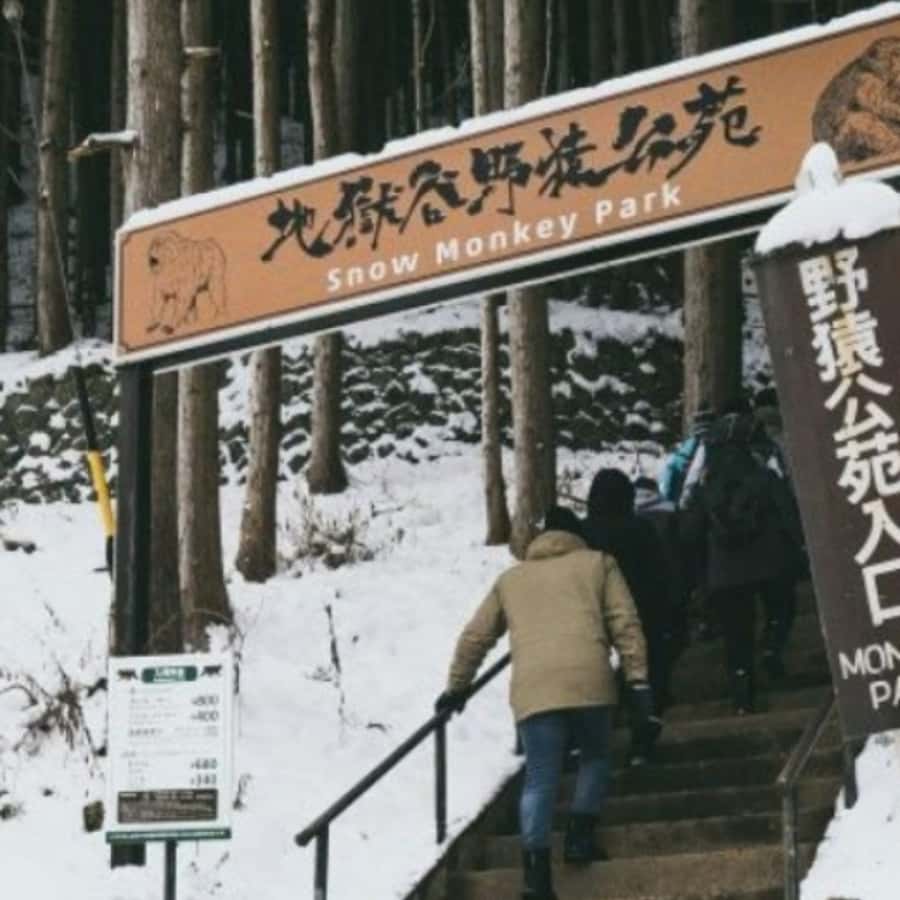 Tokyo: Luxury Snow Monkey Park Private Tour In Land Cruiser - A Private Snow Monkey Day That Actually Feels Like Your Day