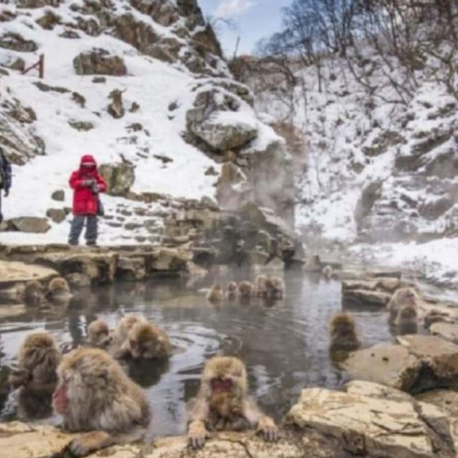 Tokyo: Luxury Snow Monkey Park Private Tour In Land Cruiser - Land Cruiser Comfort and the Pickup Plan (Where This Tour Wins)