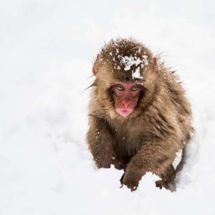 Tokyo: Luxury Snow Monkey Park Private Tour In Land Cruiser - Jigokudani Snow Monkey Park: The Hot Springs Part You’ll Want to Time Right