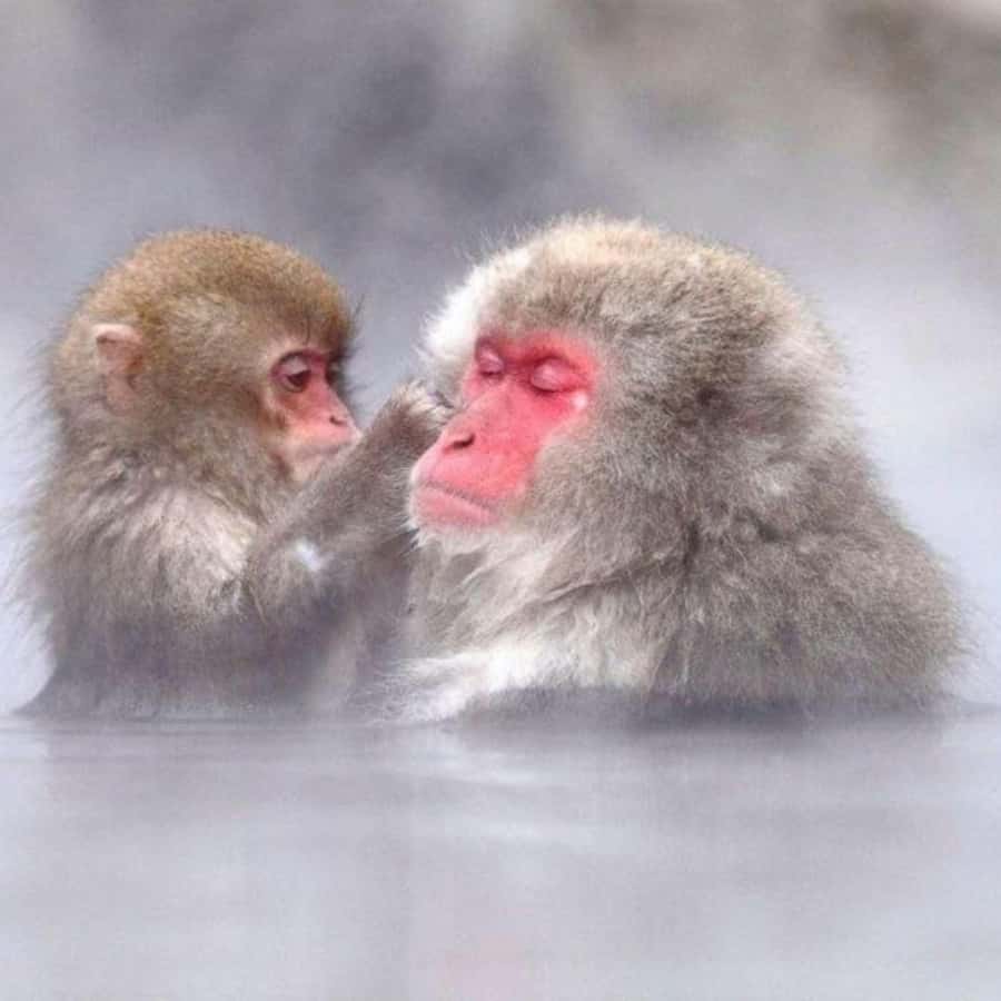 Tokyo: Luxury Snow Monkey Park Private Tour In Land Cruiser - Obuse, Shibu Onsen, Matsushiro, and Yamanochi: The Bonus Stops That Make It Feel Like Nagano