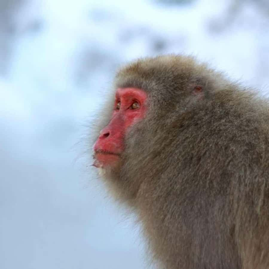 Tokyo: Luxury Snow Monkey Park Private Tour In Land Cruiser - Best Fit: Who This Tour Works for (and Who Should Skip It)