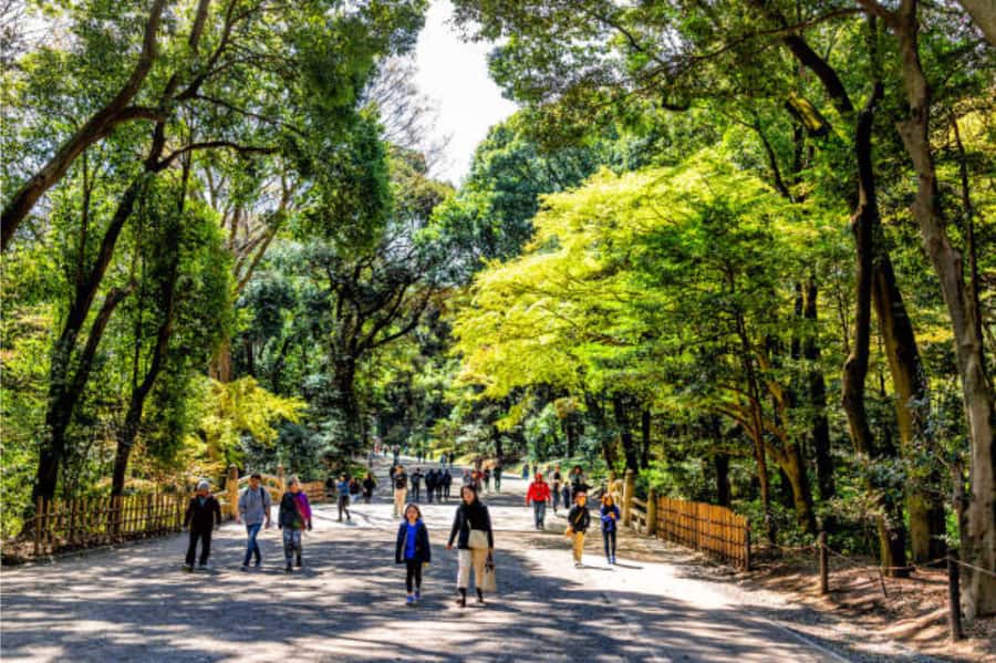 Tokyo: Meiji Shrine Walking Tour with Local Guide - Why Meiji Jingu’s grounds are a fast Tokyo reset
