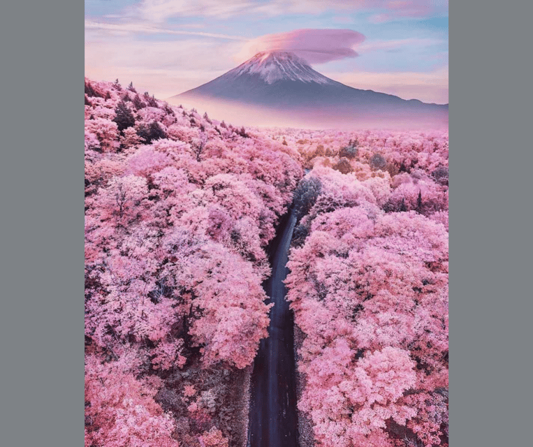 Tokyo: Mt. Fuji & Hakone Cherry Blossoms Private Day Tour - Who this tour fits best (and who should rethink it)