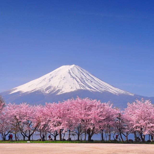 Tokyo: Mt. Fuji & Hakone Cherry Blossoms Private Day Tour - The smart setup: a private, one-day Fuji-to-Hakone route