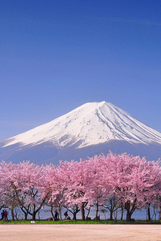 Tokyo: Mt. Fuji & Hakone Cherry Blossoms Private Day Tour - Gotemba Premium Outlets: a practical pause at the mountain’s base