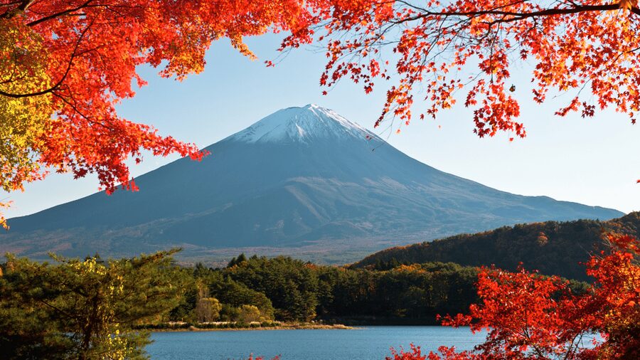 Tokyo: Mt. Fuji Hidden Gems and Aokigahara Forest Tour - Key things I’d plan around