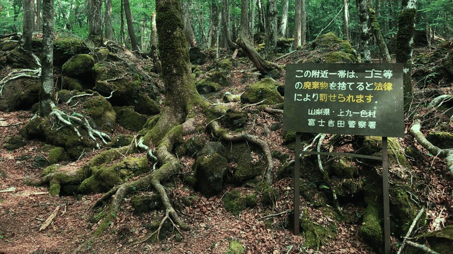 Tokyo: Mt. Fuji Hidden Gems and Aokigahara Forest Tour - Tatego-Hama Beach by Lake Motosuko: a calm break between big sights