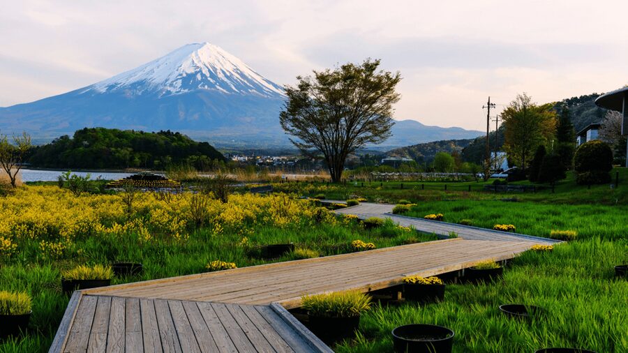 Tokyo: Mt. Fuji Hidden Gems and Aokigahara Forest Tour - Aokigahara Forest: calm trails in the shadow of a heavy reputation