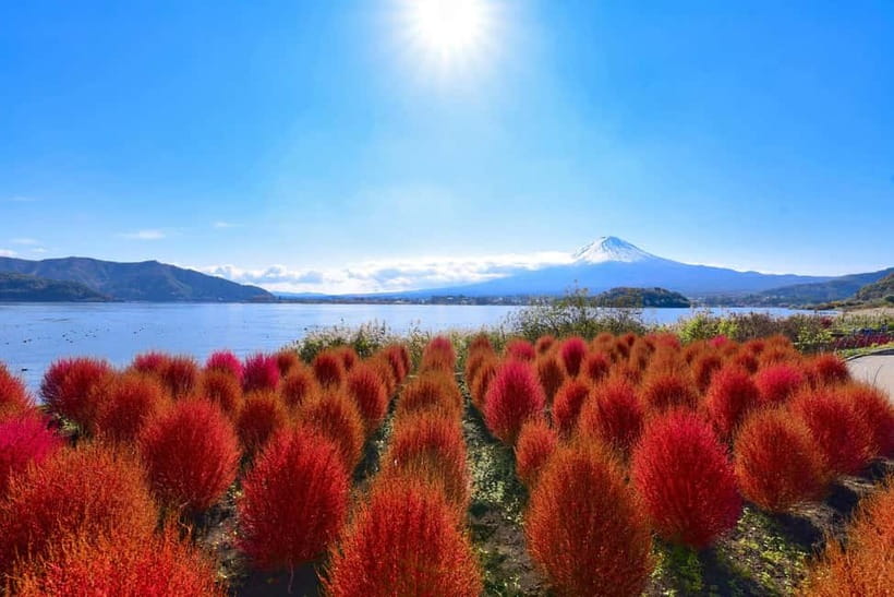 Tokyo:Mt.Fuji,Kawaguchiko Oishi Park,Arakurayama Sengen Park - Kawaguchiko Craft Park Lunch: A Meal With a View (If You Time It Right)