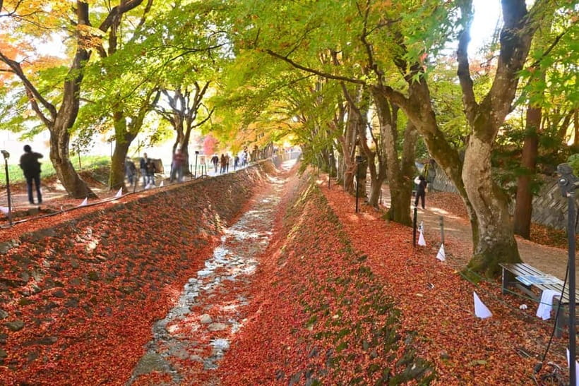 Tokyo:Mt.Fuji,Kawaguchiko Oishi Park,Arakurayama Sengen Park - Oishi Park and the 350-Meter Flower Road