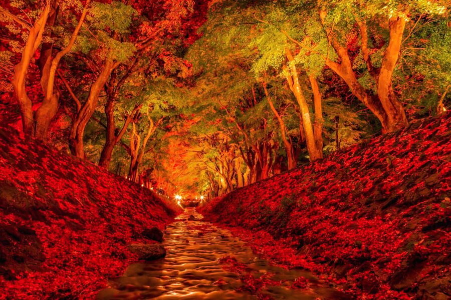 Tokyo: Mt Fuji Lake Kawaguchi & Yamanaka Hot Spring Day Tour - Oshino Hakkai: Fuji’s spring-water village break
