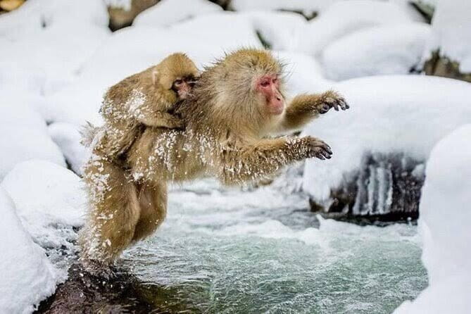 Tokyo Nagano Snow Monkey Park and Zenkoji Temple English driver - Key Highlights You’ll Care About