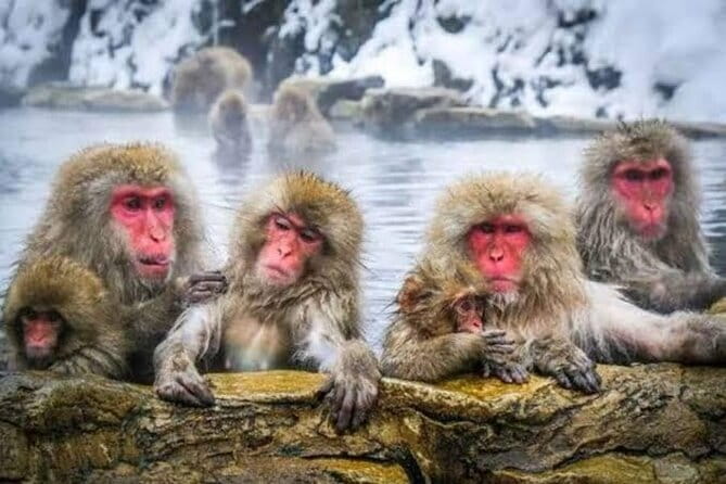 Tokyo Nagano Snow Monkey Park and Zenkoji Temple English driver - Nishimon Yoshinoya Sake Tasting: Learn the Drink, Not Just the Swallow