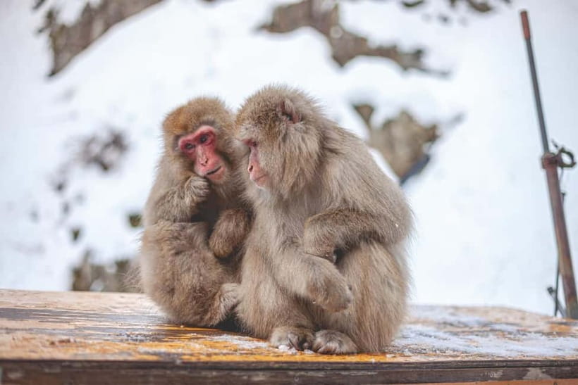 Tokyo: Nagano Snow Monkeys and Zenkoji Tour with Temples - Zenko-ji Temple: serene, historic, and surprisingly grounding