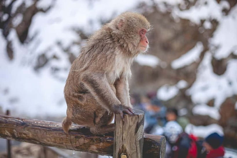 Tokyo: Nagano Snow Monkeys and Zenkoji Tour with Temples - Jigokudani Snow Monkey Park: hot-spring wildlife and real winter views