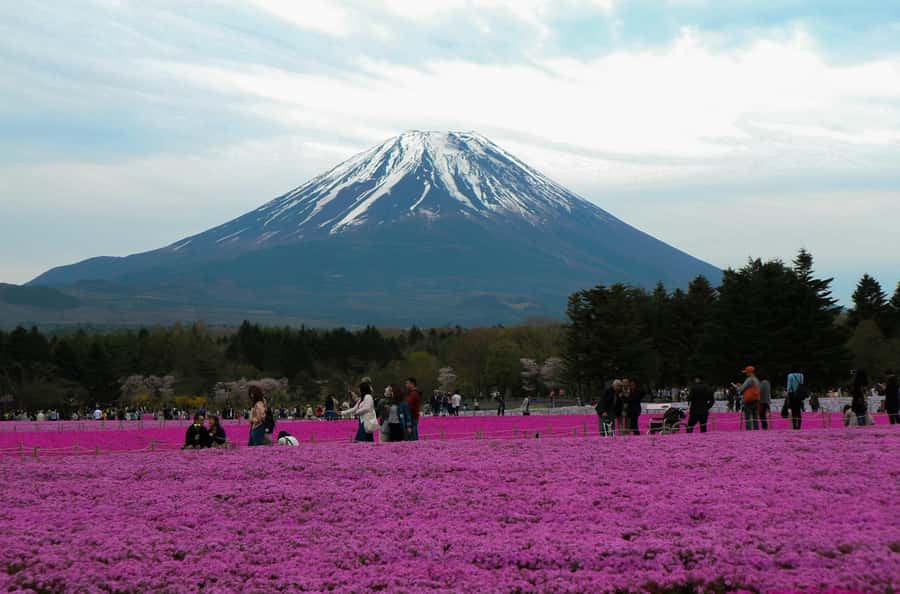 Tokyo: Private Mount Fuji Tour with Pickup and Drop-Off - Oishi Park: cherry blossoms, wide views, and easy photo time