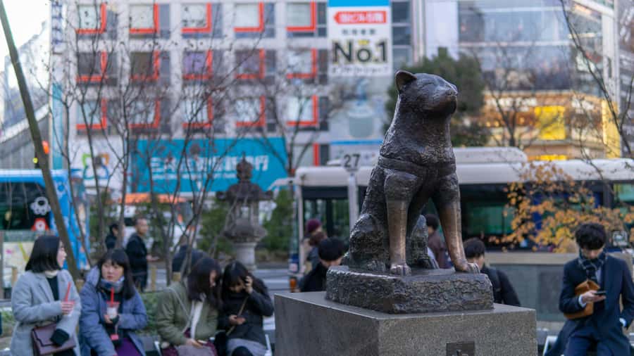 Tokyo: Shibuya Walking Tour & Night Views from Shibuya Sky - Value Check: Does This Combo Make Sense?