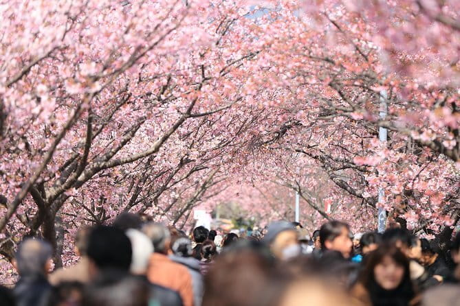 Tokyo Spring Daytime (Cherry Blossom) Food Tour - Key points before you go