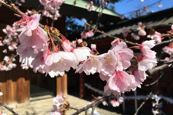 Tokyo Spring Daytime (Cherry Blossom) Food Tour - The pace and walking level: easy feet, clear route