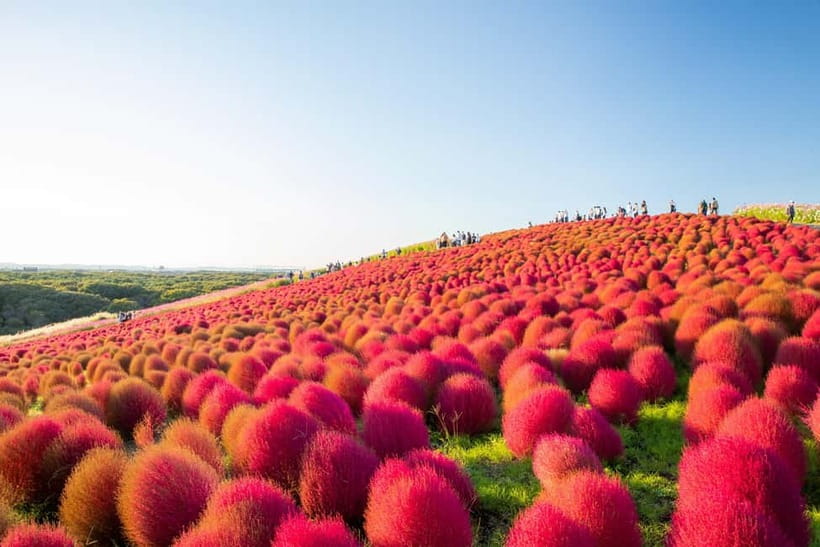 Tokyo: Spring Hitachi Seaside & Ashikaga Flower Park Tour - Key things you should look forward to