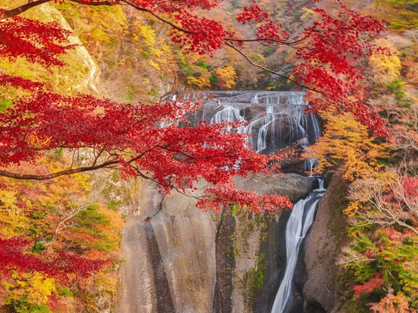 Tokyo: Spring Hitachi Seaside & Ashikaga Flower Park Tour - A one-day spring escape from Tokyo that actually feels efficient