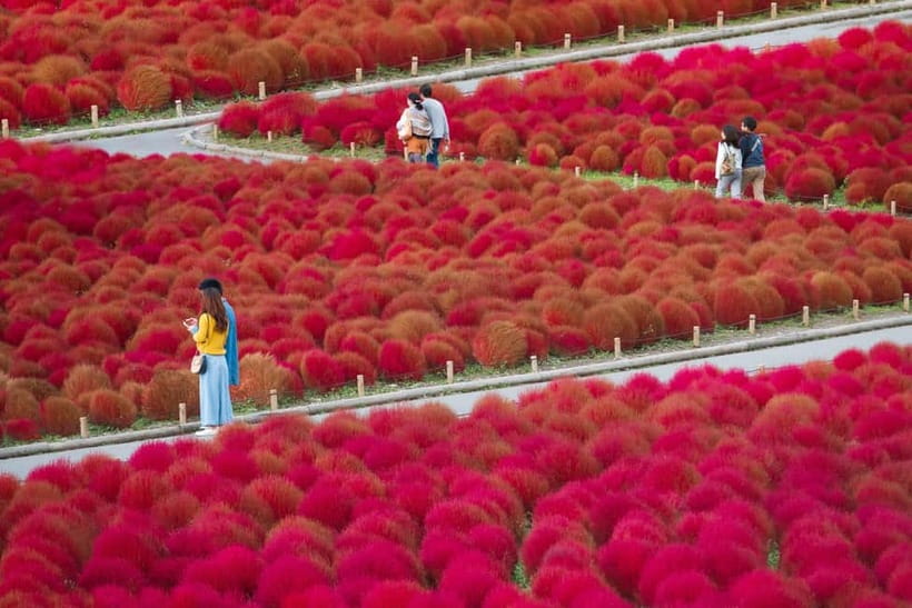 Tokyo: Spring Hitachi Seaside & Ashikaga Flower Park Tour - Ashikaga Flower Park: Great Wisteria and the white 80-meter tunnel
