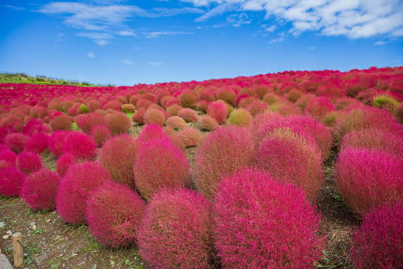 Tokyo: Spring Hitachi Seaside & Ashikaga Flower Park Tour - Getting around: bus schedule, traffic reality, and how the day feels