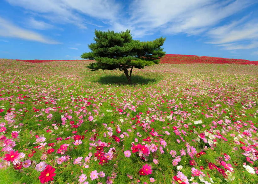 Tokyo: Spring Hitachi Seaside & Ashikaga Flower Park Tour - Who this tour suits best
