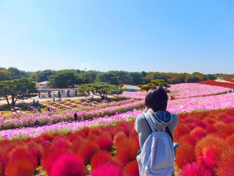 Tokyo: Spring Hitachi Seaside & Ashikaga Flower Park Tour - Hitachi Seaside Park: walking Miharashi Hill in a sea of blue