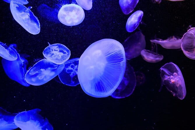 Tokyo Sumida Aquarium E-Ticket with Optional Tokyo Metro Pass - Who This Suits Best