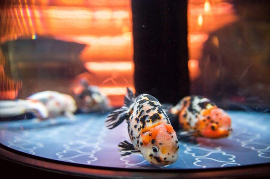 Tokyo: Sumida Aquarium Entry Ticket - Sumida Aquarium’s Chair-First Design (Why It Feels Like a Park)