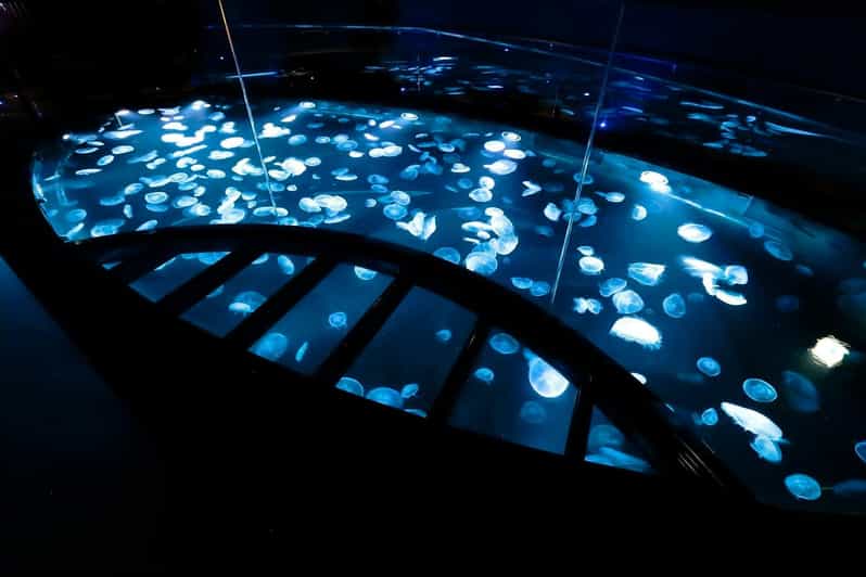 Tokyo: Sumida Aquarium Entry Ticket - Breeder Chats: Penguins, Eels, and Goldfish (How the Learning Happens)