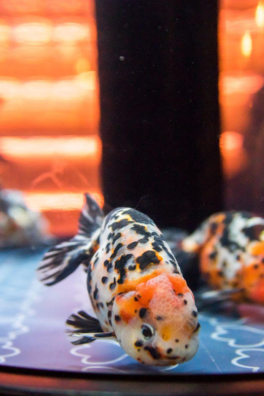 Tokyo: Sumida Aquarium Entry Ticket - Packing Light: The Luggage Rules That Affect Your Comfort