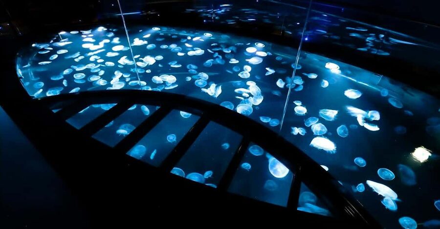 Tokyo: Sumida Aquarium Entry Ticket - What the Entry Ticket Covers and How to Plan Your Time