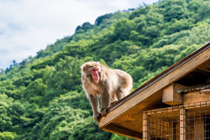Tokyo to Kyoto 1-Full Day Private Guided Tour - Kinkaku-ji (Golden Pavilion): what you should time your attention for