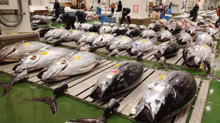 Tokyo: Toyosu Tuna Auction &Tsukiji Market Gourmet Adventure - Key takeaways before you go