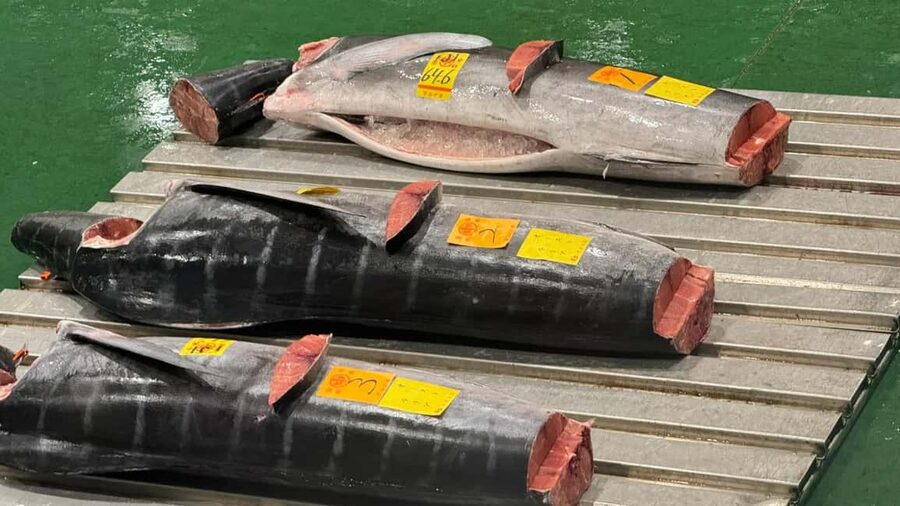 Tokyo: Toyosu Tuna Auction &Tsukiji Market Gourmet Adventure - The auction viewing lottery: what it is, what it costs in sleep