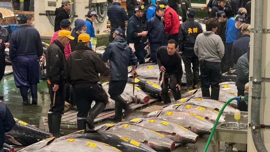 Tokyo: Toyosu Tuna Auction &Tsukiji Market Gourmet Adventure - Toyosu vs Tsukiji: you see one system, then two styles