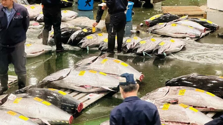 Tokyo: Toyosu Tuna Auction &Tsukiji Market Gourmet Adventure - Entering the Toyosu auction: how you actually follow the trading