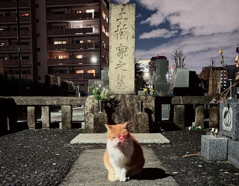 Tokyo: True Crime And Ghost Stories Tour - Kabukicho without the tourist filter: what you see and what John connects